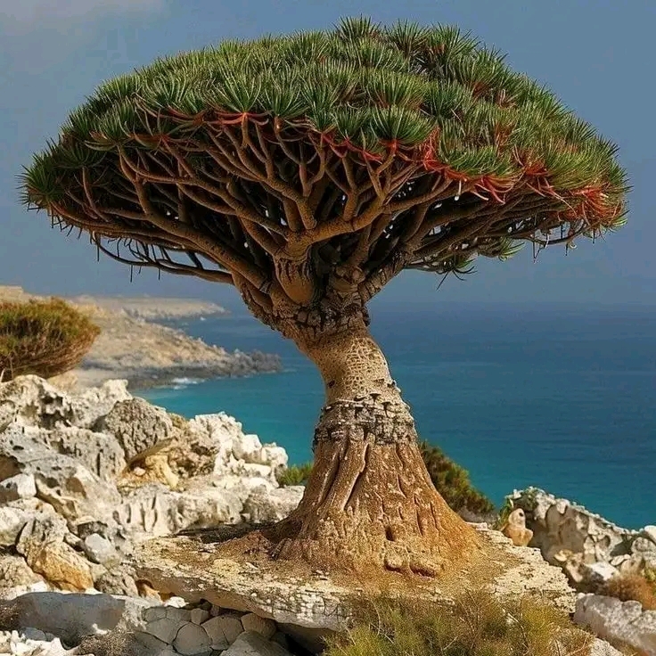 Tree growing in difficult areas, representing moral leadership in difficult circumstances or times.